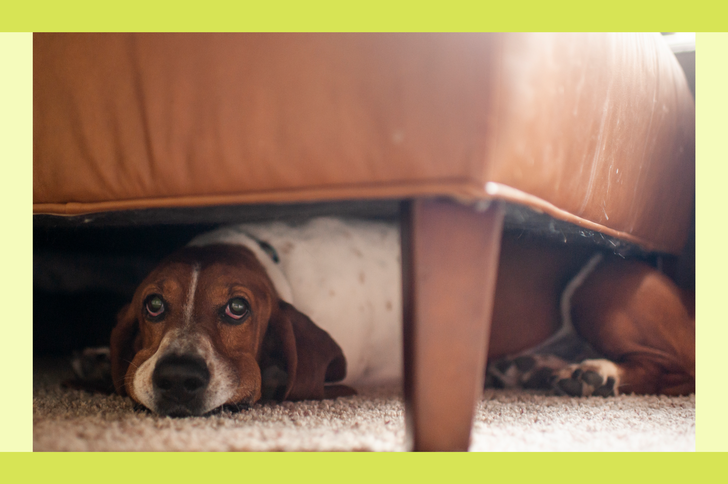 A dog hiding under a couch on a carpeted floor