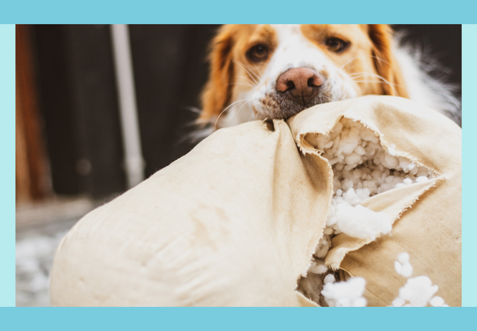 A dog biting into a torn bag spilling white material
