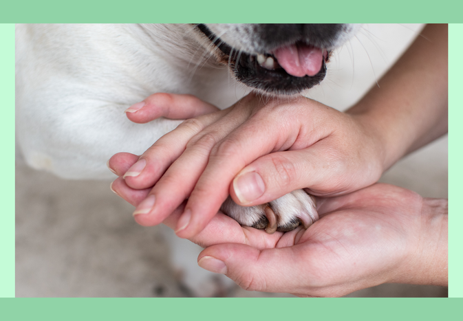 Hands holding a dog's paw gently