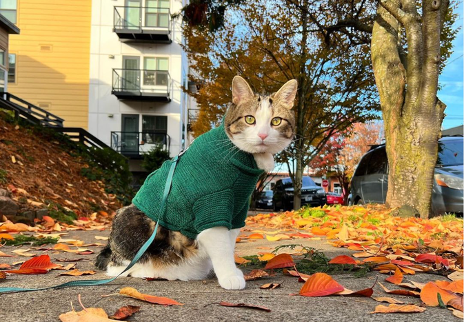 A Cat named Bo on walk in the fall