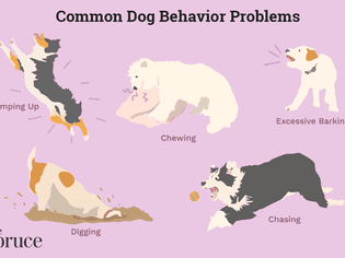 illustration of common behavior problems in dogs