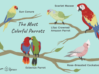 Colorful parrots on teal background