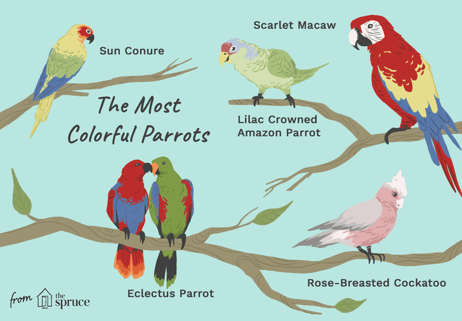 Colorful parrots on teal background