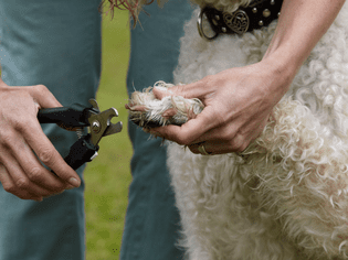 dog getting nails clipped