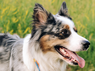 An Australian Shepherd dog outdoors with tongue out