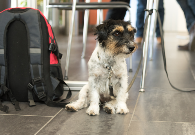 A dog sitting on a tiled floor next to a backpack indoors with people in the background