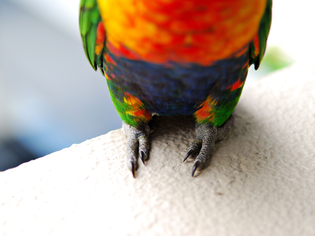 Closeup of a birds feet and part of its body on a ledge