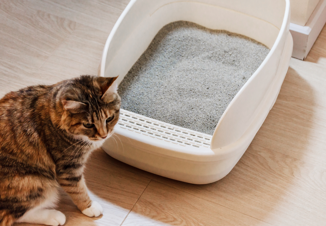 A cat sitting next to a litter box placed on a wooden floor