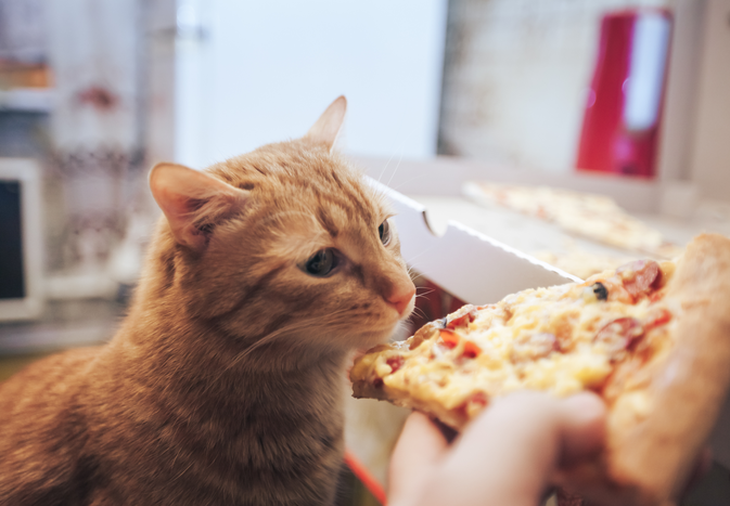 orange cat sniffs a piece of pizza