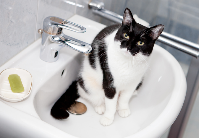 tuxedo cat sits in sink