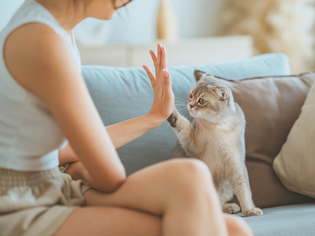 A cat touching a persons hand on a couch resembling a highfive interaction