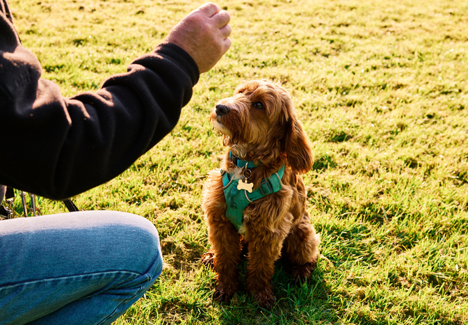 doodle mix waits patiently for a treat while sitting in grassy field