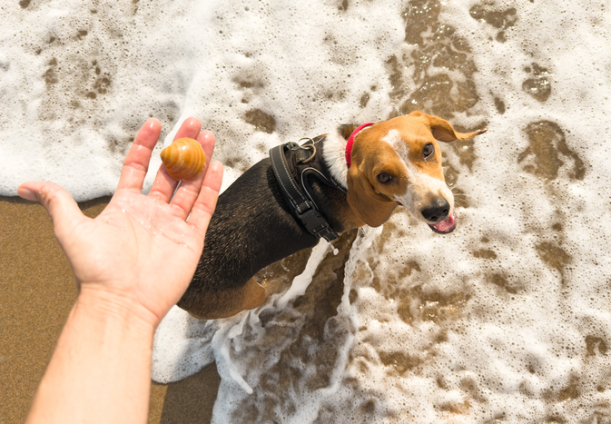 A person's hand holding a seashell with a dog standing on the shoreline looking up