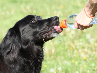 A dog drinking water from a bottle held by a person