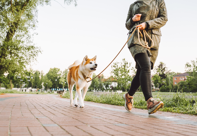 Person walking a dog on a leash along a brick path in a park the focus on the dog and their movement together