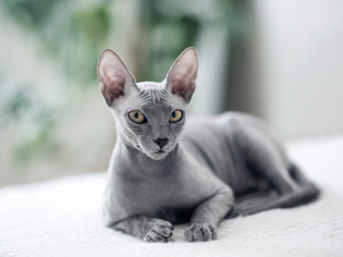 grey sphynx cat lays on white blanket
