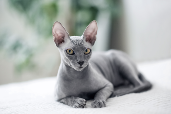 grey sphynx cat lays on white blanket