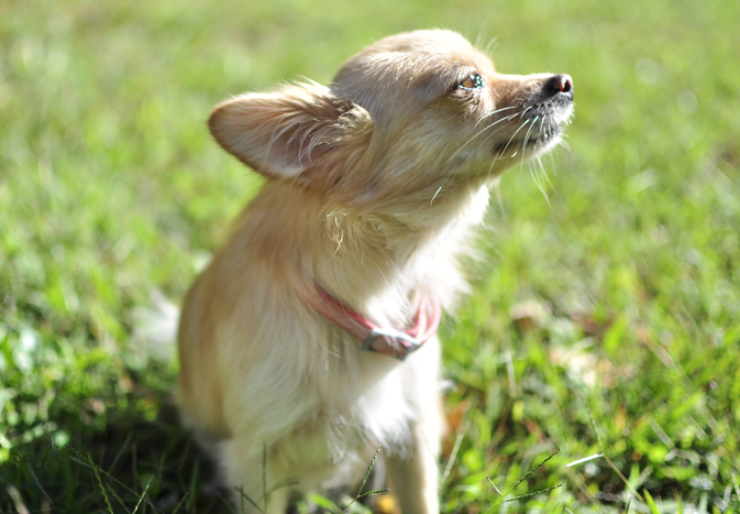 A small chihuahua sitting on grass looking upward