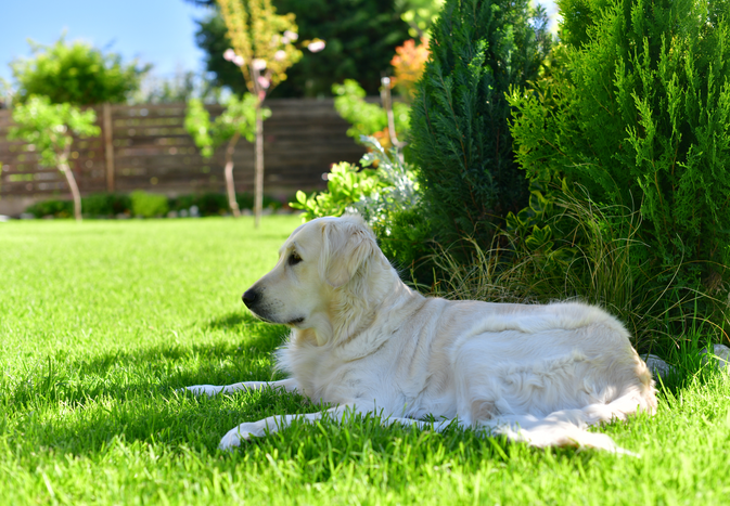 A dog lying on grass in a garden surrounded by plants and trees