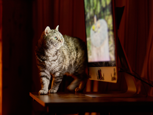 A cat standing on a table next to a computer monitor showing an image