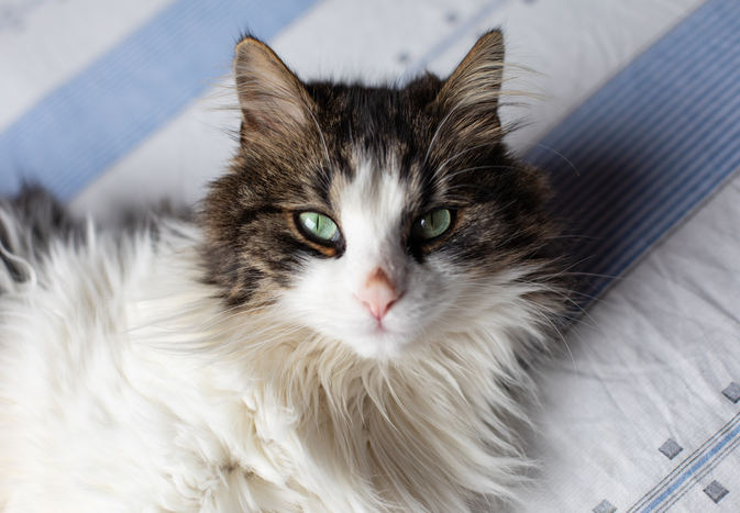 Longhaired cat lying on a bed