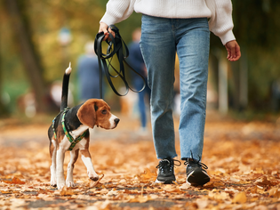 Person walking a dog on a leash along a leafy outdoor path