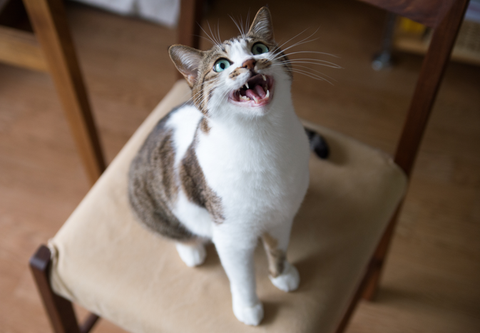 Cat on a chair looking up with its mouth open