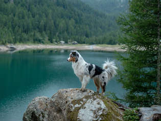 Dog standing on a rock overlooking a lake surrounded by forested hills
