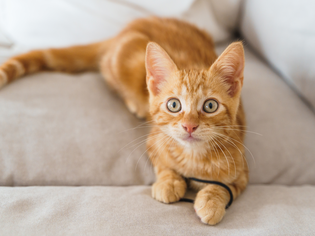 A young orange tabby cat lying on a couch