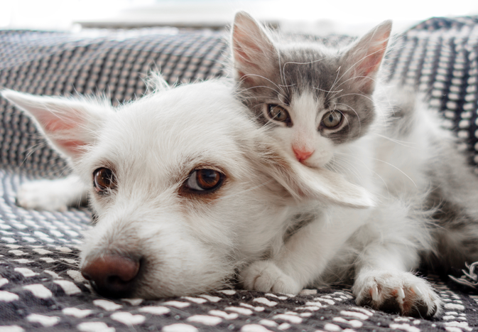 A small white dog lying down with a kitten resting its chin on the dog both on a patterned blanket
