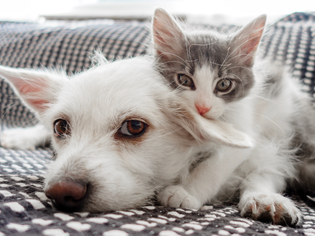 A small white dog lying down with a kitten resting its chin on the dog both on a patterned blanket