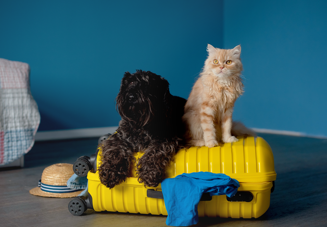 A dog and a cat sitting on a yellow suitcase indoors travelrelated concept with pets