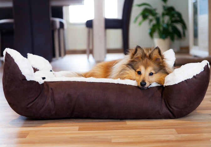 A dog resting on a comfortable pet bed indoors