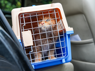maine coon in carrier in backseat of car
