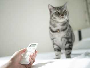 A cat sitting on a bed a hand holding a remote control in the foreground
