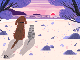 Dog and cat looking off into the sunset together