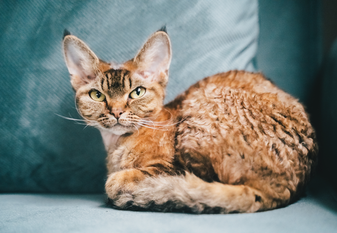 A Devon Rex cat sitting on a blue couch looking towards the camera