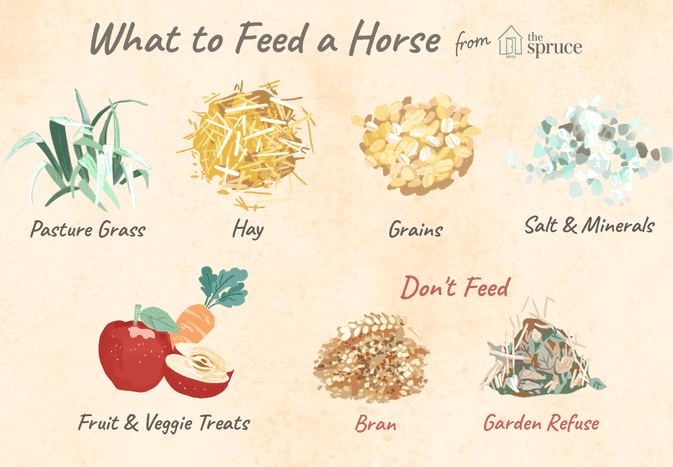 What to feed a horse
